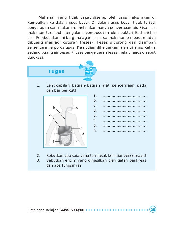Enzim Yang Dihasilkan Oleh Lambung
